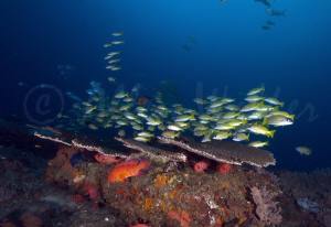 A "Reefscape" from Sodwana by Allen Walker 